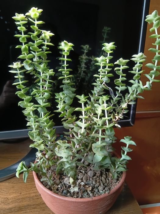 Комнатные цветы продам