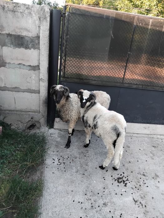 Berbecuti de vanzare