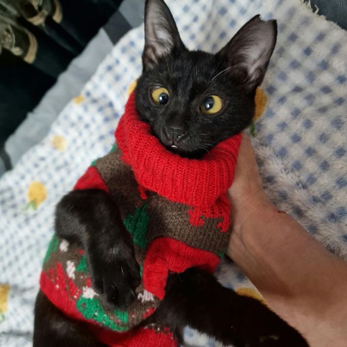 Котёнок с изюммнкой