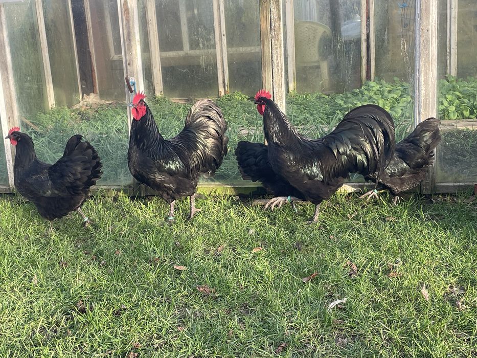 Oua incubat Australorp negru