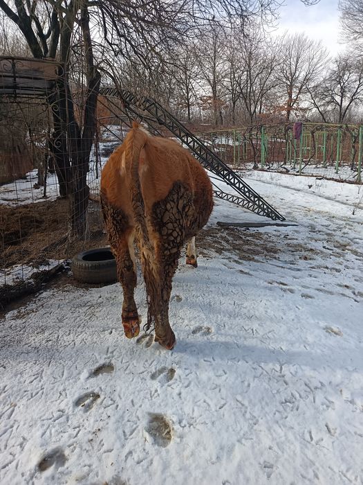 Vând vaca cu vițel