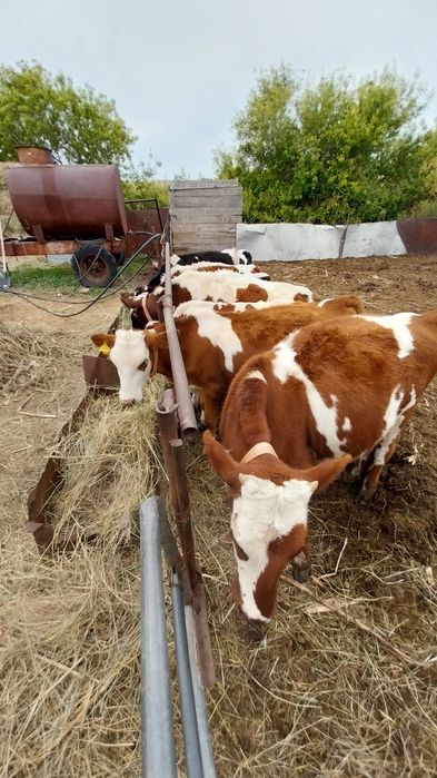 Продам телят возрост разный.