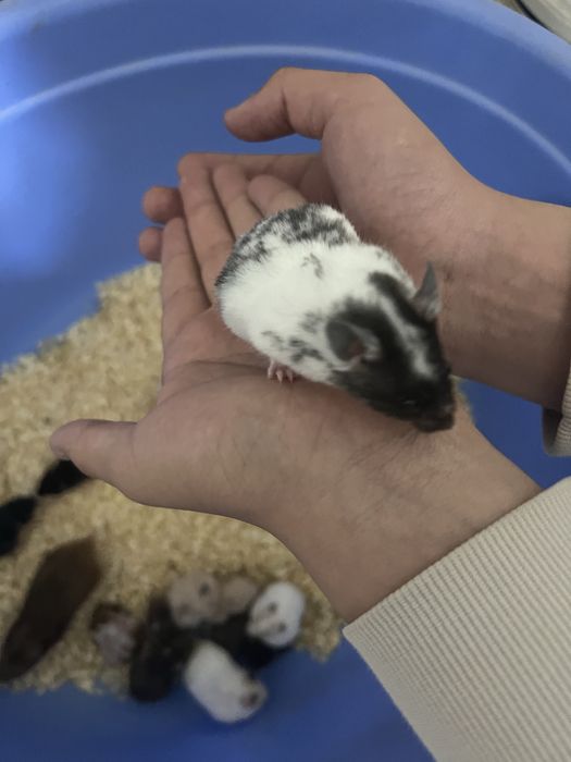 Хомячки(ручные ,домашние)