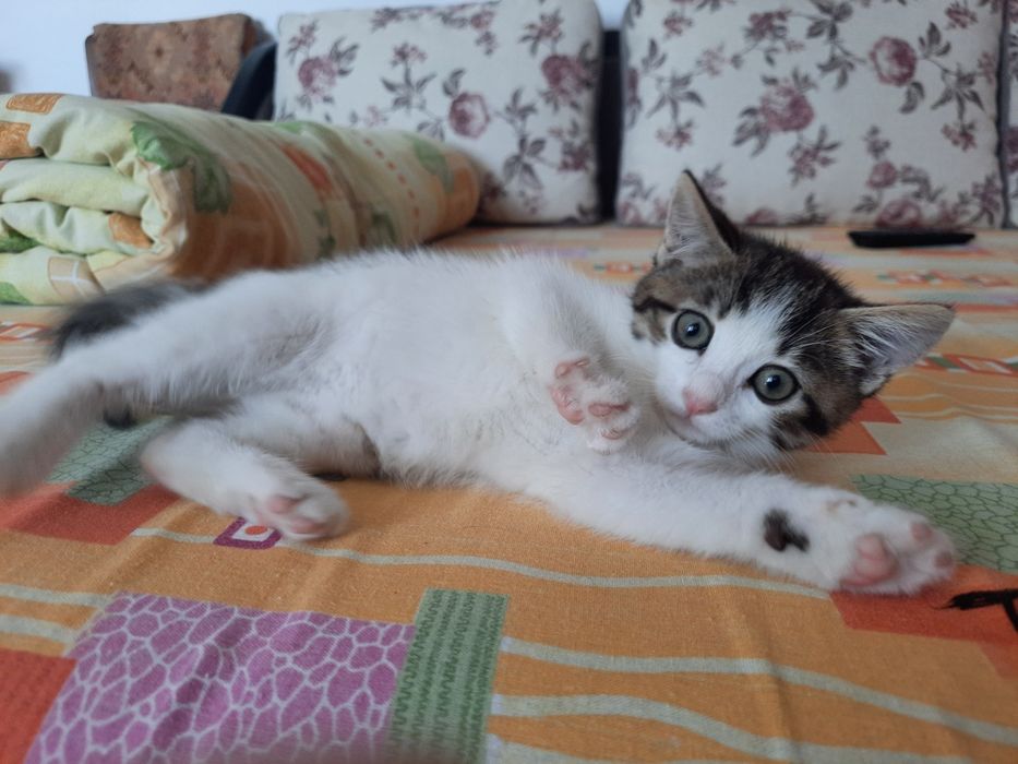 Pisica pentru adoptie