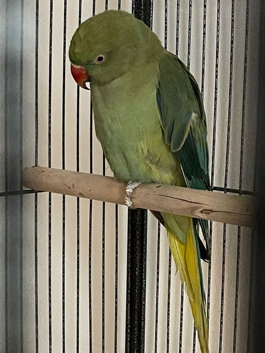 Papagal  micul alexandru