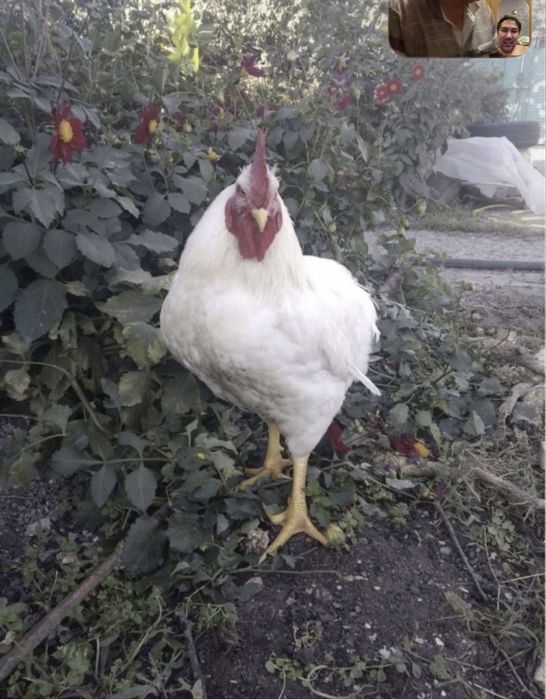 Цыплята бройлеров