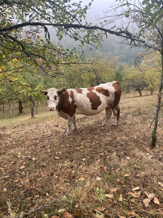 Vaca bălțată româneasca de vânzare