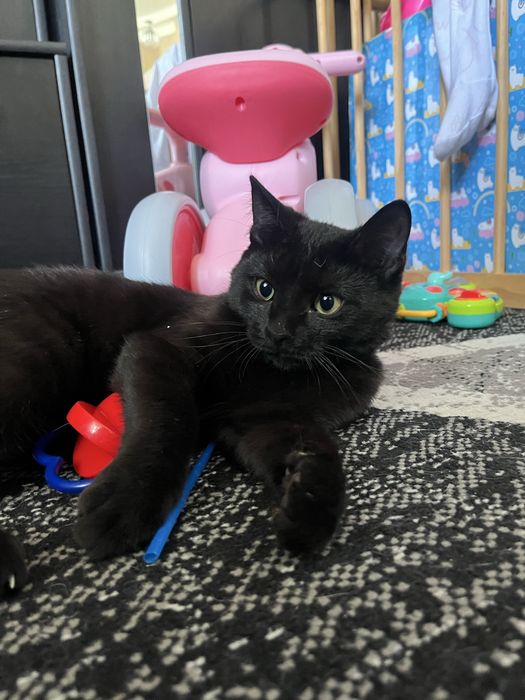 Отдам котенка в хорошие руки