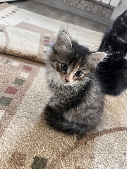 Котята добрым рукам