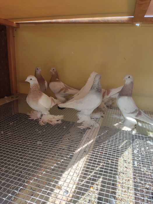 Голуби разных мастей