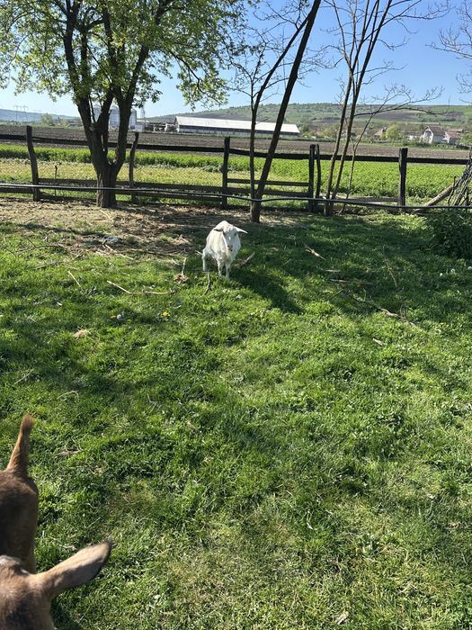 Vand capre si ieduti