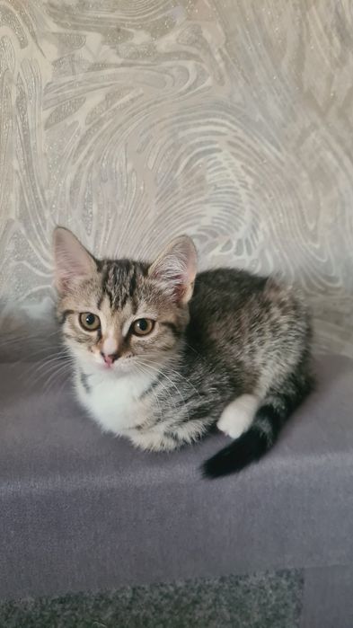 Ищем дом для котят