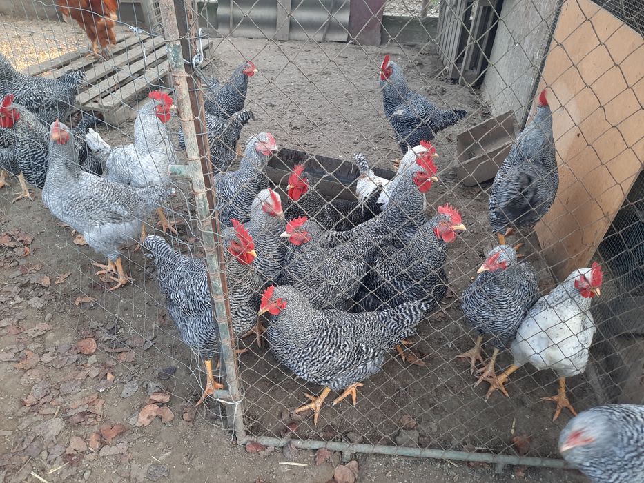 Vand cocosi rasa Plymouth,8 luni