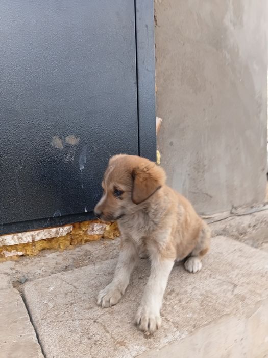 Щенок отдам бесплатно