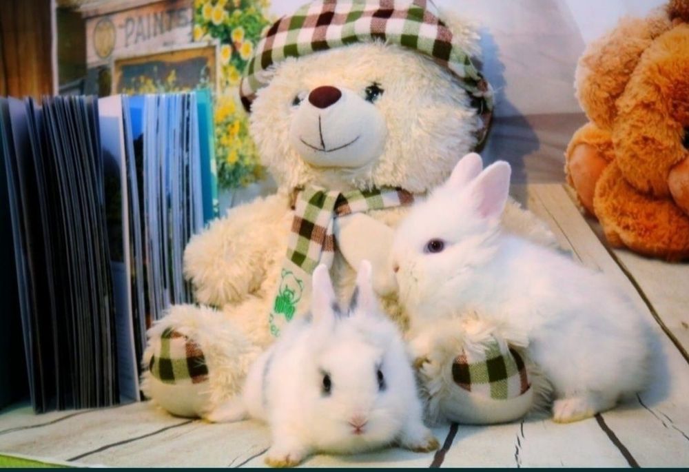 Cap de leu pitic iepurasi de companie