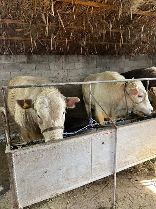 Срочно продаются бычки