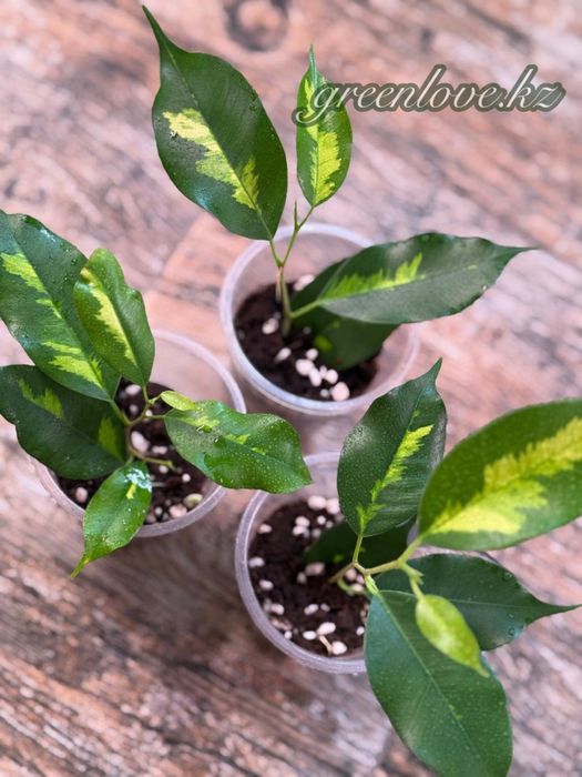 Фикусы в ассортименте