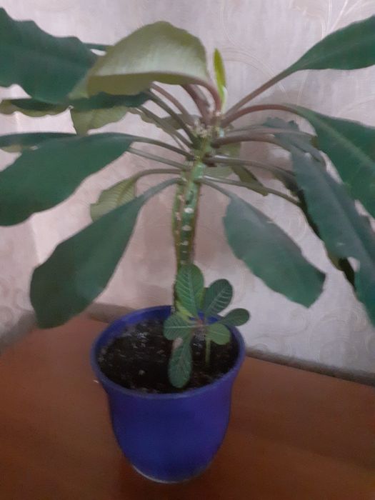 Продаю цветок молочай