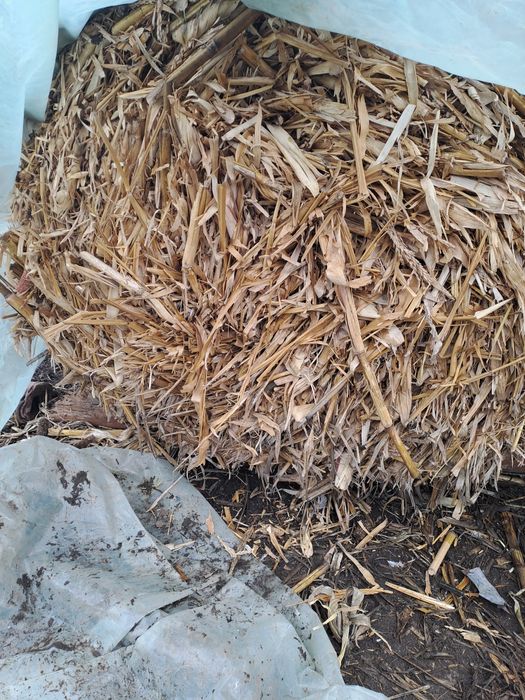 Baloti rotunzi coceni