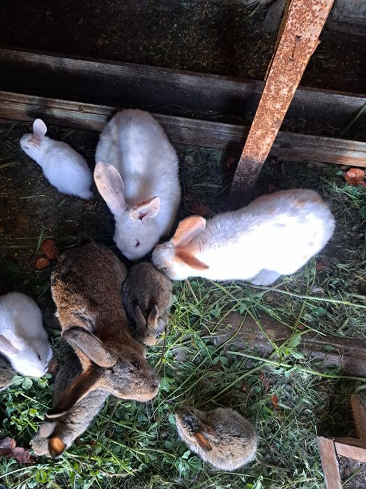 Кролики домашние животные