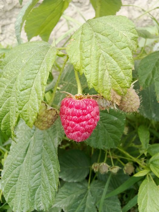 Kuzgi mavsumda MALINALAR pishdi