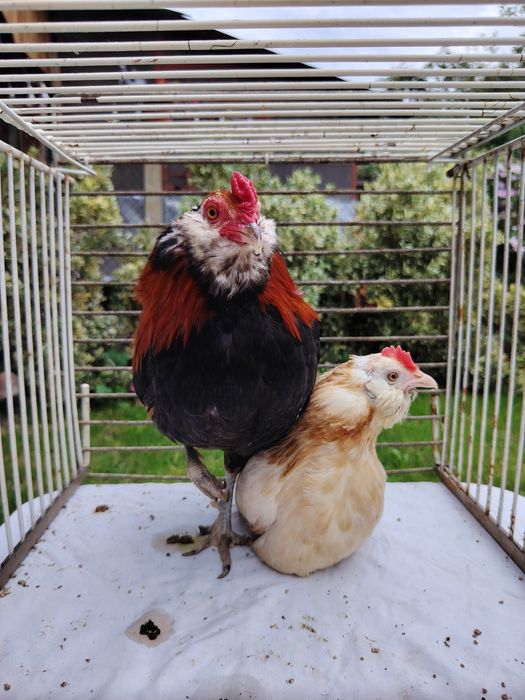Араукана бантам \ Araucana bantam