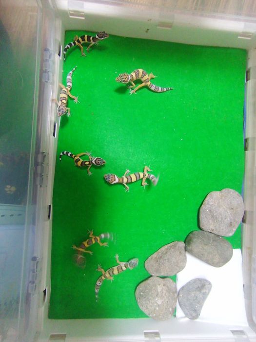 Молодые эублефары.