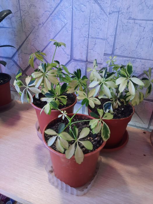 .фикусы юкка шефлера