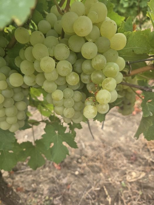 Vand struguri de vin