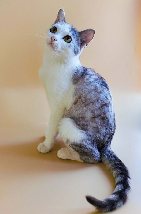 Кошечки, котики стерилизованные