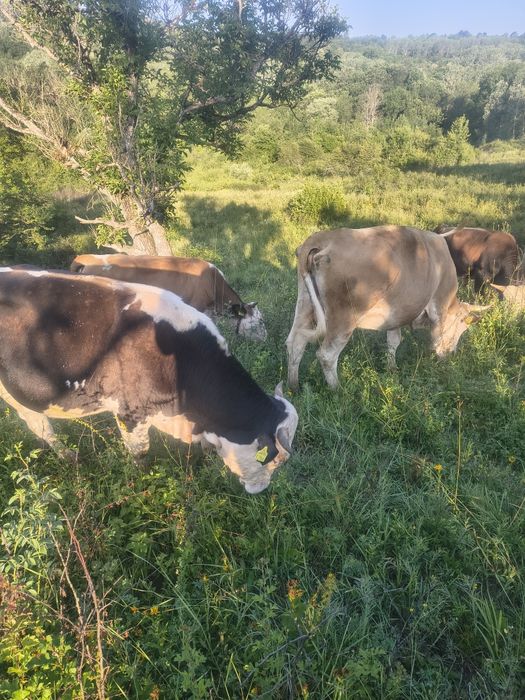 Vînd 16 vaci prețul la fața locului
