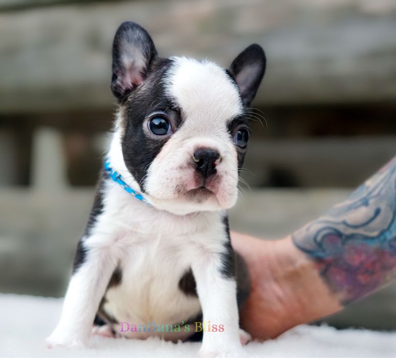 Boston Terrier cu pedigree - baietel