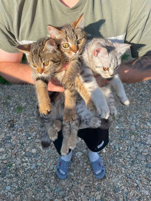 Продам Котят Британские