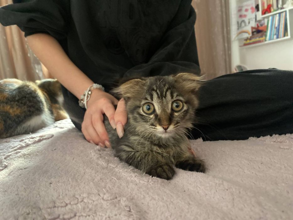 отдадим котят в добрые руки,  с доставкой, девочки
