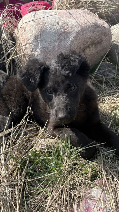 Щенки в добрые руки