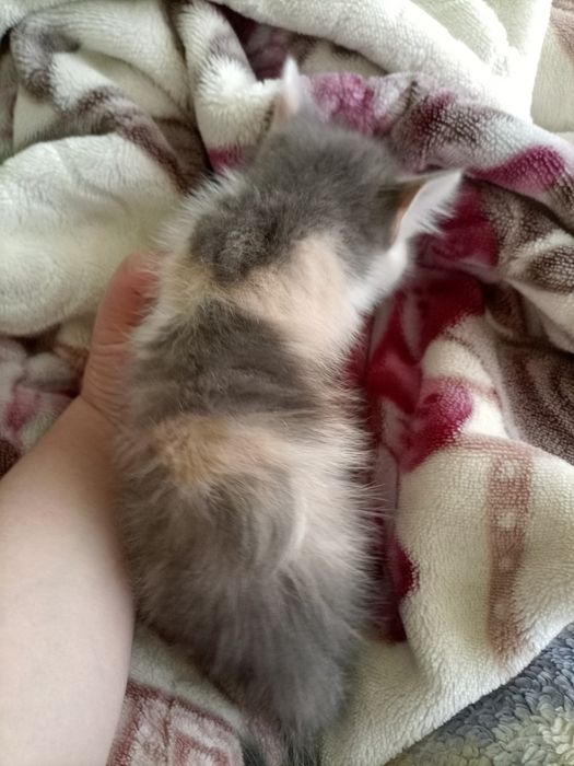 Котёнок девочка в добрые руки.