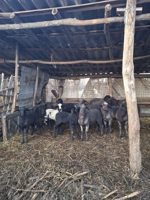 Oi de vânzare metisate