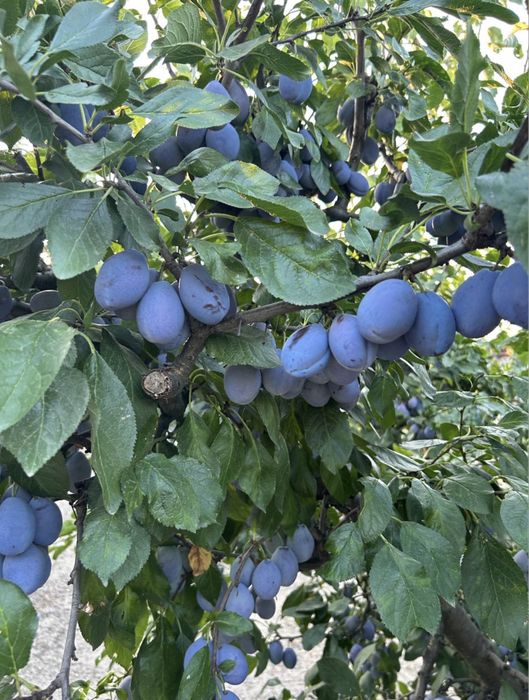 PRUNE DE ȚUICĂ – 2,20 LEI/KG Transport gratuit