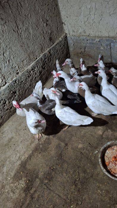 Katta Indautkalar sotiladi