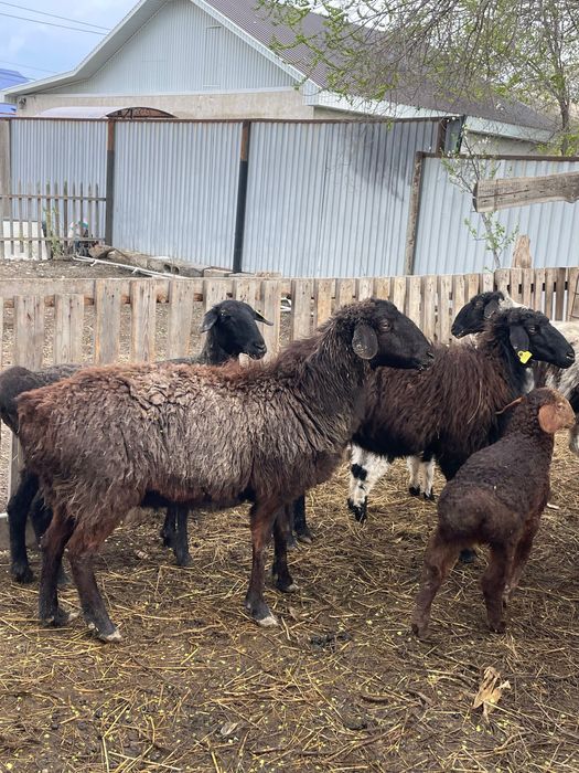 Қойлар сатыладыы