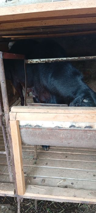 Qoy sotiladi. Yemda boqilvoti.