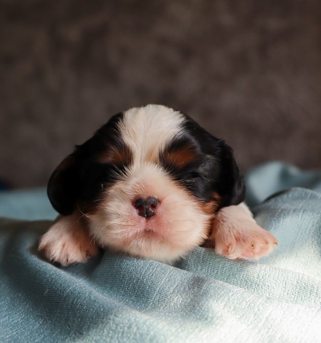 Малыши кавалер кинг чарльз спаниели