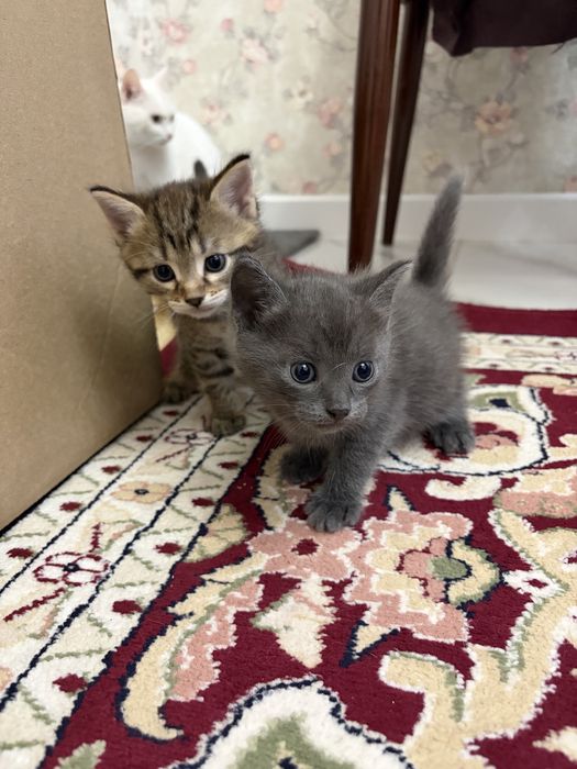 отдам котят в хорошие руки