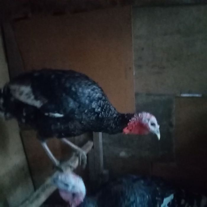 Kurka lar sotipadi 10 kg da 15    20 kg gacha