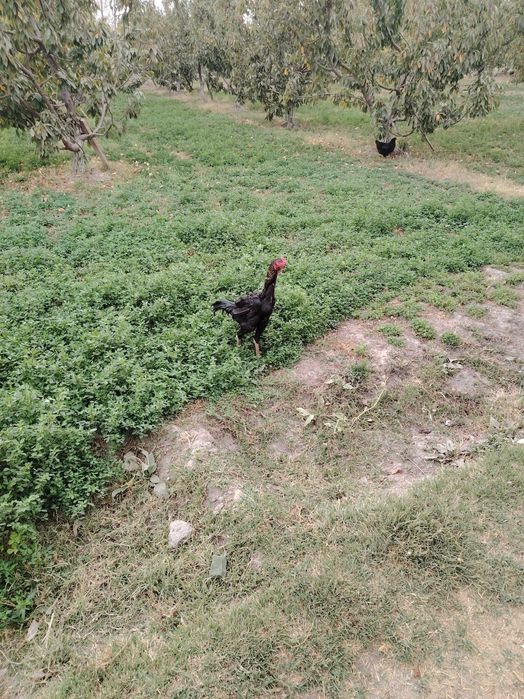 Dakan tovuq joʻjalari sotiladi