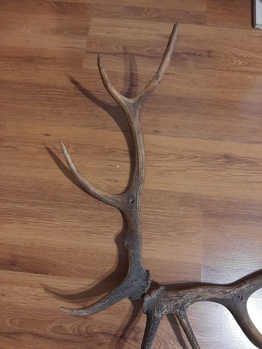 рога от благороден елен