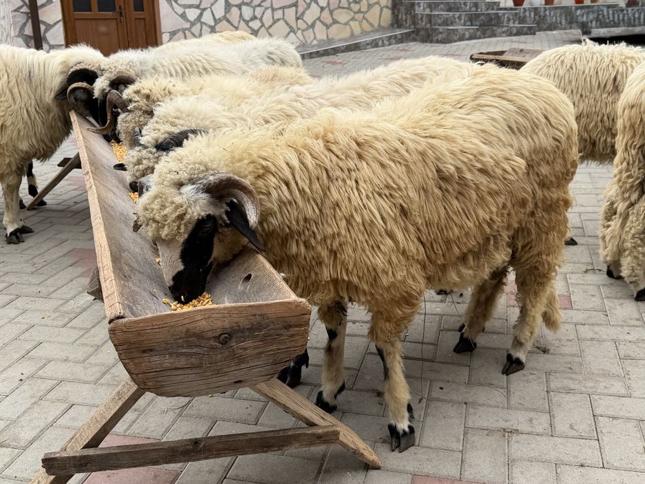 Berbec breaz și 2 noatini brezi