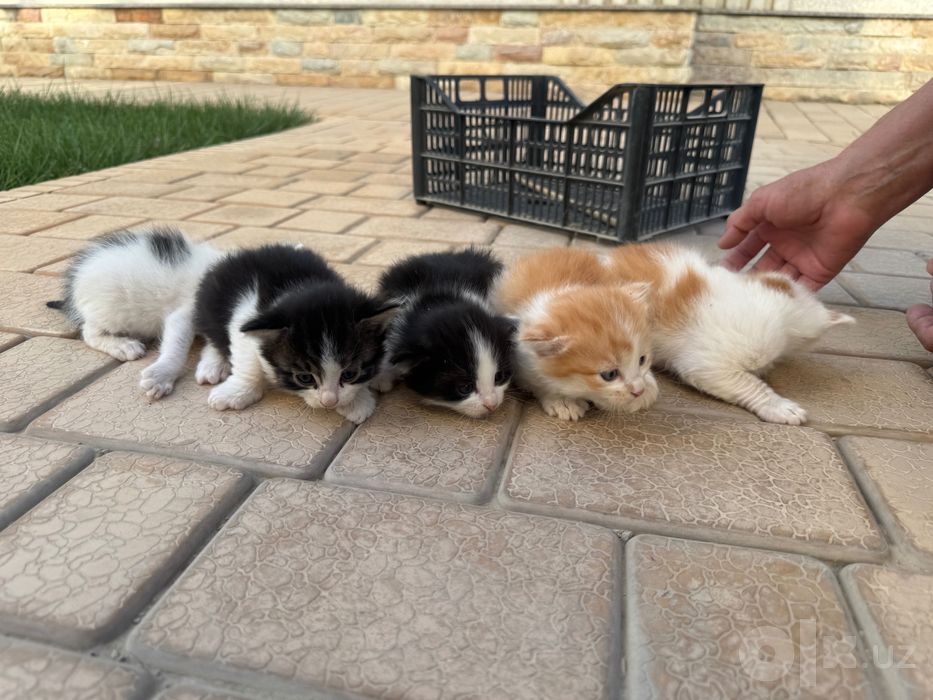 Имеются 5 котята 1 месяц