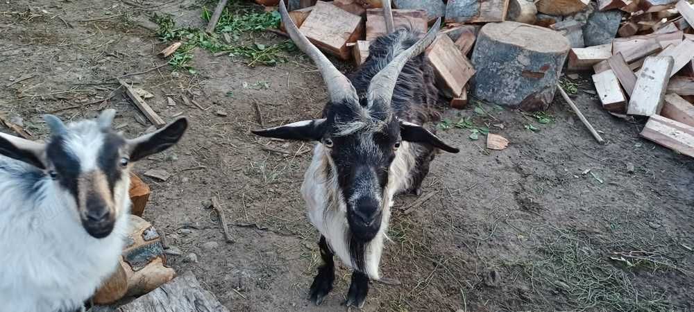 Capre și țap roșu de vânzare