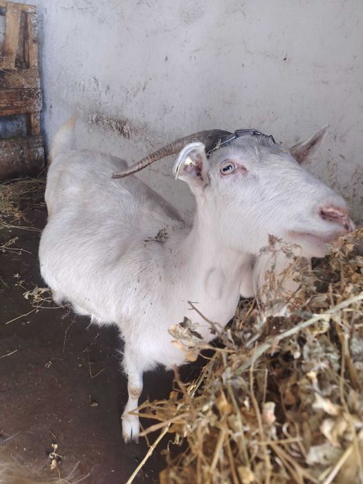 Vand capre de lapte rasa sanem